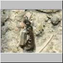 Lasioglossum pauxillum - Furchenbiene w03d 6mm - OS-Hasbergen-Lehmhuegel det.jpg